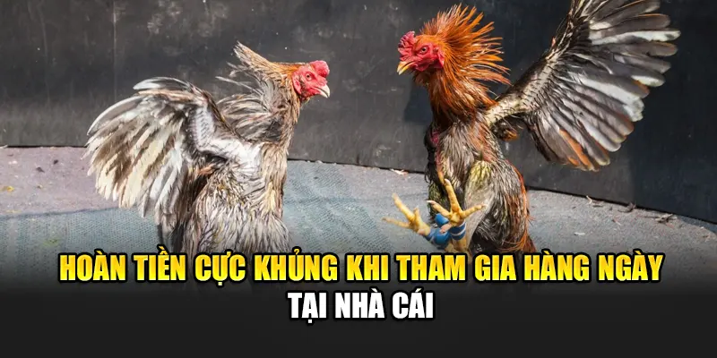 hoan-tien-cuc-khung-khi-tham-gia-hang-ngay-tai-nha-cai