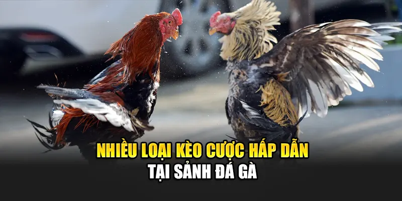nhieu-loai-keo-cuoc-hap-dan-tai-sanh-da-ga